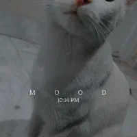 گربه سفید گم‌ شده به یابنده  یک میلیون  داده میشود