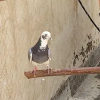نر ابلغ سبز گمشده