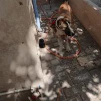 توله خراسانی