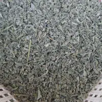 پونه تازه
