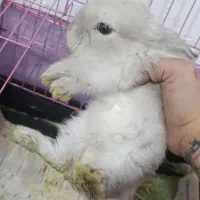 خرگوش لوپ و مینی