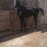 کر اسب نریان