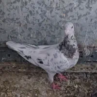 نامور|پرنده|لالجین, |دیوار