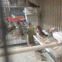 قناری مرغ عشق عروس هلندی فنچ|پرنده|خمینیشهر, |دیوار