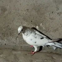 دو عدد کفتر خوب|پرنده|پارسآباد, |دیوار