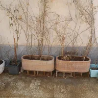 تعدادی گلدان|گل و گیاه طبیعی|شیراز, شهرک مطهری|دیوار