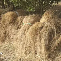 علوفه دام