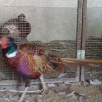 جفت مرغ و خروس امریکایی طاووس