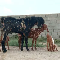 بز (تکه) با بز شیری