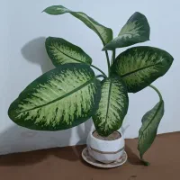 گل طبیعی|گل و گیاه طبیعی|صحنه, |دیوار