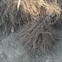 عنوان نهال های ایرانی وخارجی موجود ‌میباشد