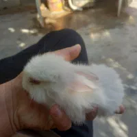 خرگوش