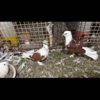 کفتر بحرنی بالغ|پرنده|میناب, |دیوار