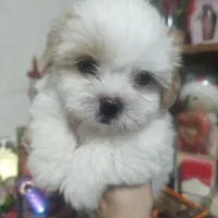 واگذاری شیتزوسوپرفلت اصیل|سگ|قدس, شهرقدس|دیوار