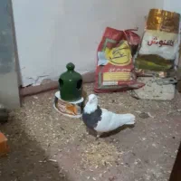 کبوتر گمشده