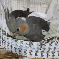 لوتینو نر با ی جفت سیامون|پرنده|مشهد, ایثار|دیوار