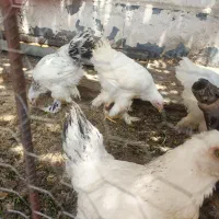 جوجه برهما لایت ۴ماهه دونه ۱۵۰۰کازرون