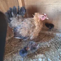 مرغ رسمی گلین با۵ تا جوجه