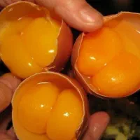 تخم مرغ محلی|خوردنی و آشامیدنی|ارومیه, |دیوار