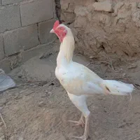 خروس سفید