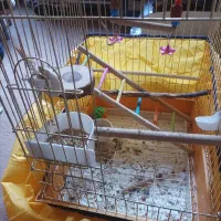 طوطی عروس هلندی بچ|پرنده|مریوان, |دیوار