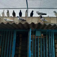 فروش کبوتر|پرنده|قشم, |دیوار