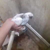 کبوتر|پرنده|گرمی, |دیوار