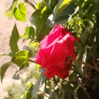 خدمات امورات خانه شما