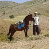 اسب مادیان کورد عرب|اسب و تجهیزات اسب‌سواری|ارومیه, |دیوار