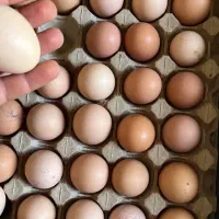 تخم مرغ محلی|خوردنی و آشامیدنی|هشتگرد, شهرک بعثت|دیوار