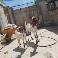 بز نیدی
