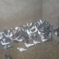 باسلام فروش کفتر به فروش می‌رسد|پرنده|اردکان, |دیوار