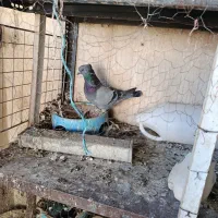 سبزکاکلی اصیل