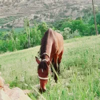 فروش اسب سرحال
