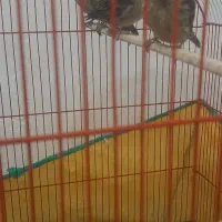 پرنده|پرنده|جیرفت, |دیوار