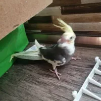 جوجه عروس هلندی تقریبا دوماهه به فروش میرسه|پرنده|سبزوار, شهرک اندیشه|دیوار