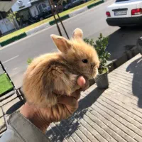 خرگوش لوپ|موش و خرگوش|گنبد کاووس, |دیوار