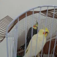 دوعدد عروس هلندی نروماده