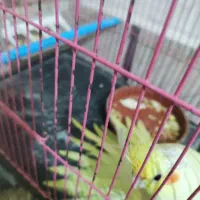 طوطی عروس هلندی|پرنده|فردوسیه, |دیوار