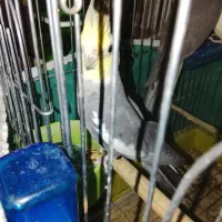 عروس هلندی و طوطی برزیلی|پرنده|سردرود, |دیوار