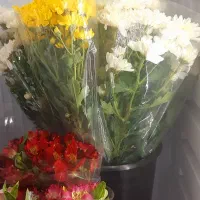 دسته گل|گل و گیاه طبیعی|اصفهان, ملک‌شهر|دیوار