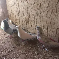 کفتر تهرانی