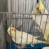 عروس هلندی جفت|پرنده|کبودرآهنگ, |دیوار