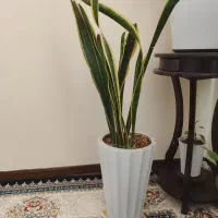 گل سانسوریا با گلدون سرامیکی