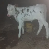 گاووگوساله سیمینتال ماده