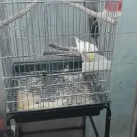 عروس هلندی جفت