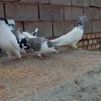 8عدد کبوتر سرحال|پرنده|شامکان, |دیوار