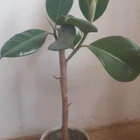 فروش گل فیکوس خانگی