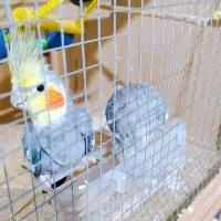 عروس هلندی سینامون با ((فنچ))|پرنده|اسلام‌شهر, بهرام آباد|دیوار