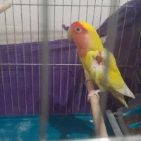 عروس هلندی وکوتوله